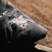 23ZERO Royal Sleeping Bag Earl 36" [CO] - Image 9